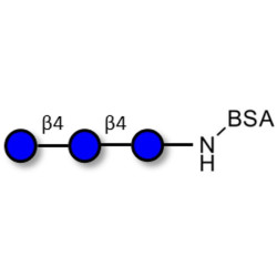 Cellotriose grafted on BSA