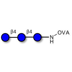 Cellotriose grafted on OVA
