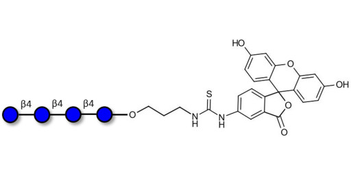 Cellotetraose linked to fluorescein (Linker-FLUO A)