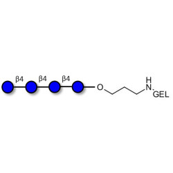 Cellotetraose grafted on gel for affinity chromatography (Linker-GEL B)
