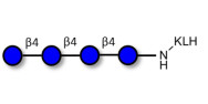 Cellotetraose grafted on KLH