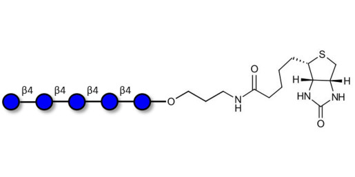 Cellopentaose linked to biotin (Linker-BT B)