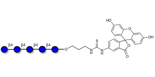 Cellopentaose linked to fluorescein (Linker-FLUO A)