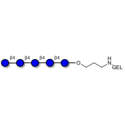 Cellopentaose grafted on gel for affinity chromatography (Linker-GEL B)