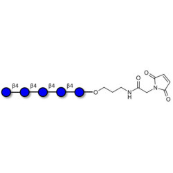Cellopentaose linked to maleimide (Linker-MAL A)