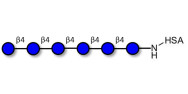 Cellohexaose grafted on HSA
