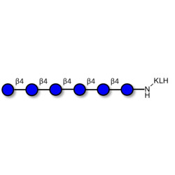 Cellohexaose grafted on KLH