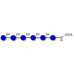 Cellohexaose grafted on OVA