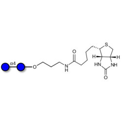 Maltose DP2 linked to biotin (Linker-BT B)