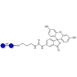 Maltose DP2 linked to fluorescein (Linker-FLUO A)