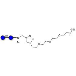Maltose DP2 grafted on gel for affinity chromatography (Linker-GEL A)