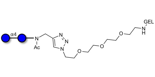 Maltose DP2 grafted on gel for affinity chromatography (Linker-GEL A) - Maltooligosaccharide DP2