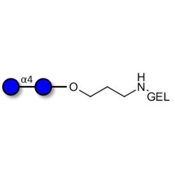 Maltose DP2 grafted on gel for affinity chromatography (Linker-GEL B)