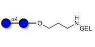 Maltose DP2 grafted on gel...