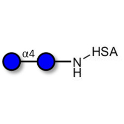 Maltose DP2 grafted on HSA