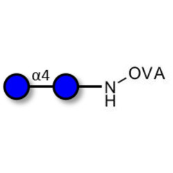 Maltose DP2 grafted on OVA