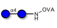 Maltose DP2 grafted on OVA