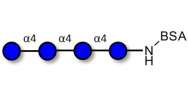 Maltotetraose DP4 grafted...