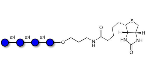 Maltotetraose DP4 linked to biotin (Linker-BT B)