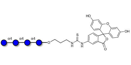 Maltotetraose DP4 linked to fluorescein (Linker-FLUO A)