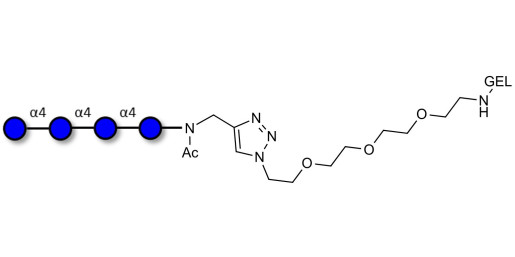 Maltotetraose DP4 grafted on gel for affinity chromatography (Linker-GEL A)