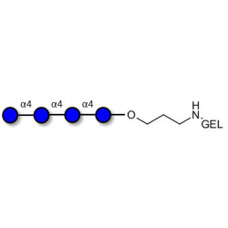 Maltotetraose DP4 grafted on gel for affinity chromatography (Linker-GEL B)