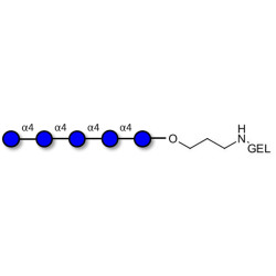 Maltopentaose DP5 grafted on gel for affinity chromatography (Linker-GEL B)