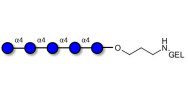 Maltopentaose DP5 grafted...