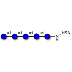 Maltopentaose DP5 grafted on HSA