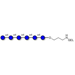 Maltohexaose DP6 grafted on gel for affinity chromatography (Linker-GEL B)