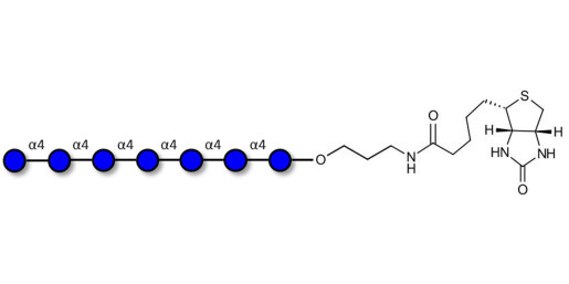 Maltoheptaose DP7 linked to biotin (Linker-BT B)