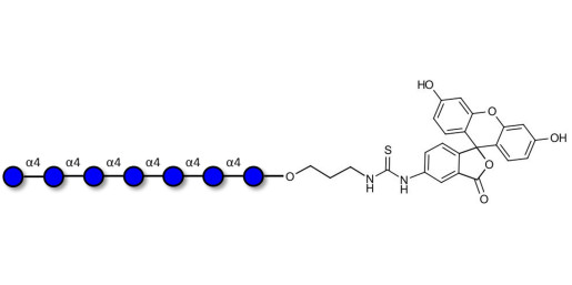Maltoheptaose DP7 linked to fluorescein (Linker-FLUO A)