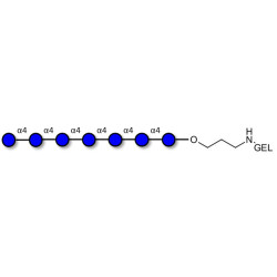 Maltoheptaose DP7 grafted on gel for affinity chromatography (Linker-GEL B)