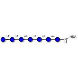 Maltoheptaose DP7 grafted on HSA