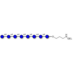 Maltooctaose DP8 grafted on gel for affinity chromatography (Linker-GEL B)