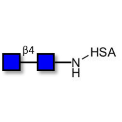 Chitinbiose DP2 grafted on HSA