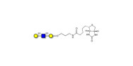 Core type 1 triose linked...