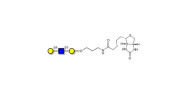 Core type 2 triose linked...