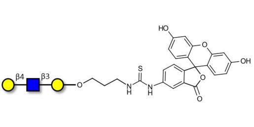 Core type 2 triose linked to fluorescein (Linker-FLUO A)