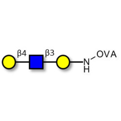 Core type 2 triose grafted on OVA