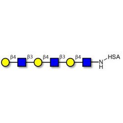 Tri-N-Acetyl-D-Lactosamine grafted on HSA