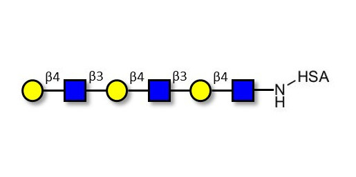 Tri-N-Acetyl-D-Lactosamine grafted on HSA - TriLacNAc ;Tri-(2-Acetamido-2-deoxy-4-O-β-D-galactopyranosyl-D-glucopyranose) ; Tri-(N-Acetyl-4-O-(β-D-galactopyranosyl)-D-glucosamine)