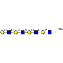 Tetra-N-Acetyl-D-Lactosamine grafted on BSA