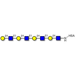 Tetra-N-Acetyl-D-Lactosamine grafted on HSA