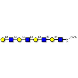 Tetra-N-Acetyl-D-Lactosamine grafted on OVA