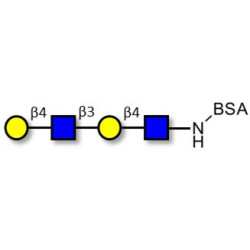 Di-N-Acetyl-D-Lactosamine grafted on BSA