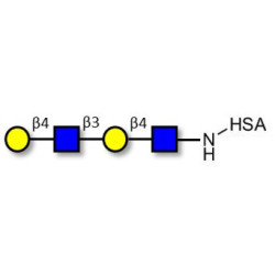 Di-N-Acetyl-D-Lactosamine grafted on HSA