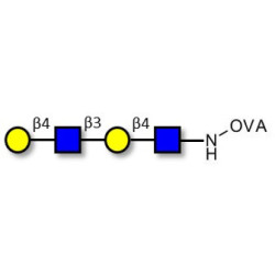 Di-N-Acetyl-D-Lactosamine grafted on OVA