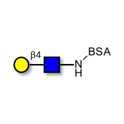N-Acetyl-D-Lactosamine (LacNAc) type II grafted on BSA