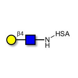 N-Acetyl-D-Lactosamine (LacNAc) type II grafted on HSA